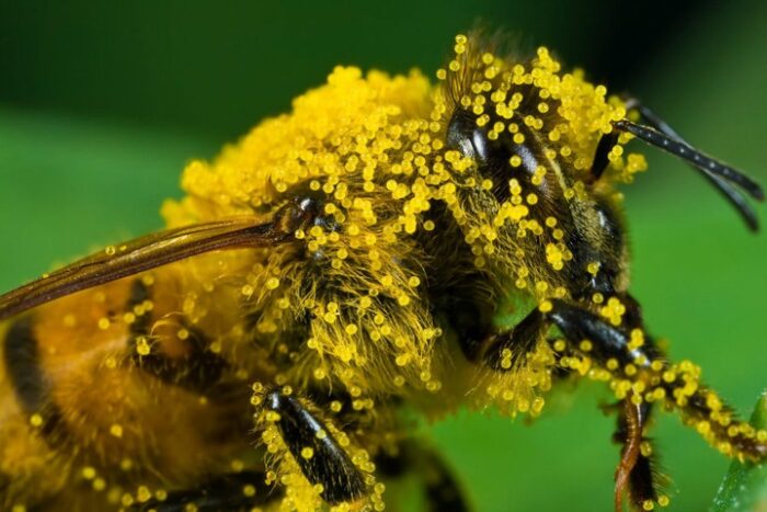 naturalszop pszczola